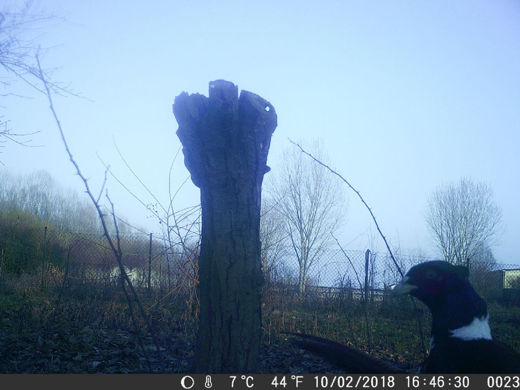 Fagiano (Phasianus colchicus) - fototrappola